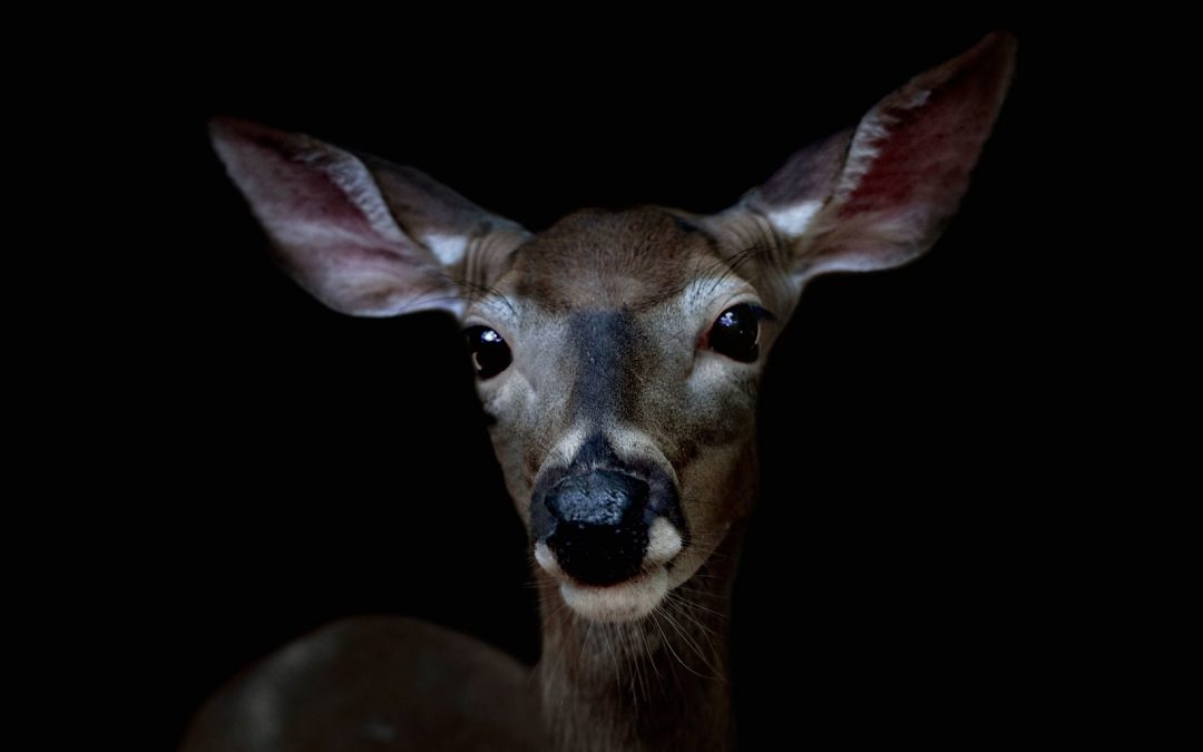 Deer DNA Starts Spilling Its Weird, Cancer-Fighting Secrets